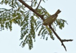 Western Crowned Warbler