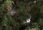 Eastern Subalpine Warbler