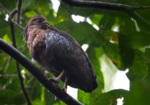 Sao Tome Ibis