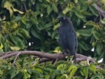 Brown-winged Starling