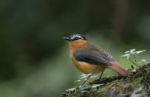 Grey-winged Robin-Chat