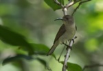 Eastern Olive Sunbird