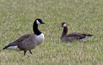 Greylag x Canada Goose (hybrid)